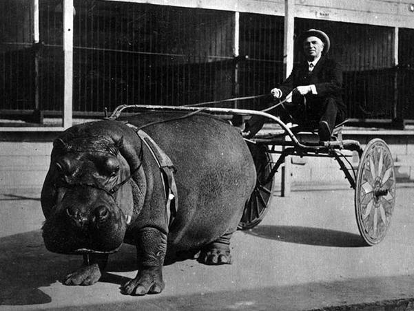 Hippo Pulling a cart